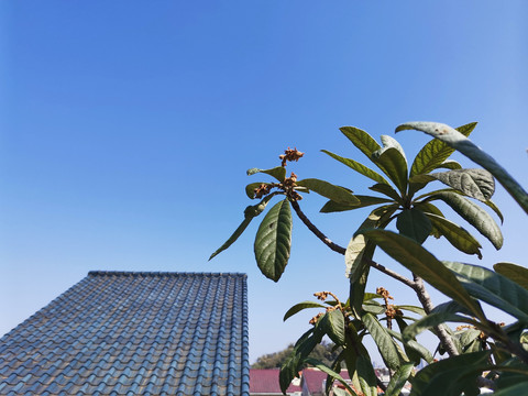 天台屋顶与树