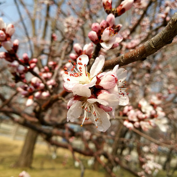 山桃花