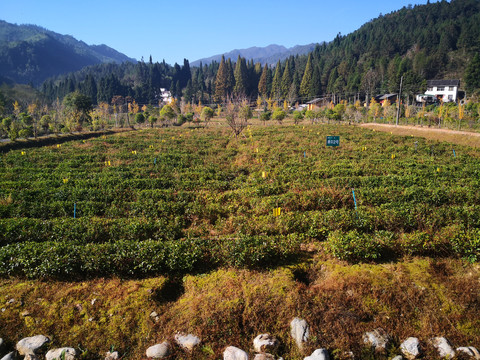 山间地田