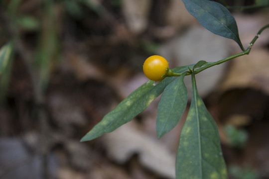 珊瑚樱