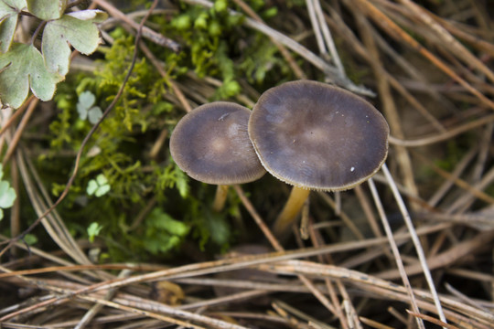 蘑菇