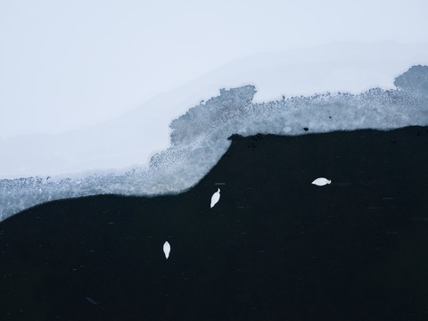 雪中的天鹅