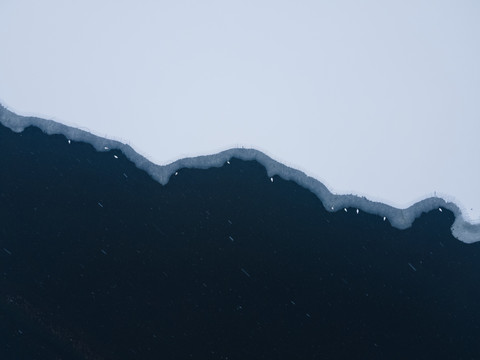 雪中的天鵝
