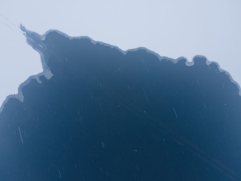 雪中的天鵝
