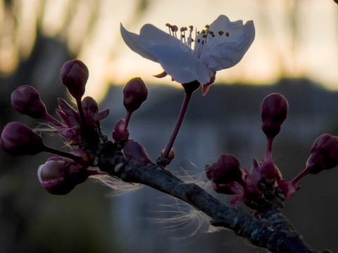 梅花