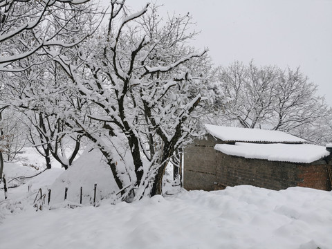 大树与老房子乡村雪景