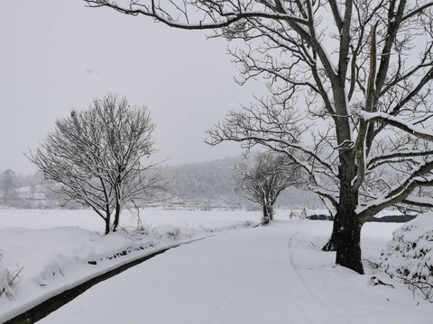 冬天雪景田野上的大树