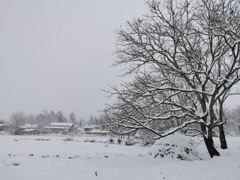 大树枝干风景雪景素材