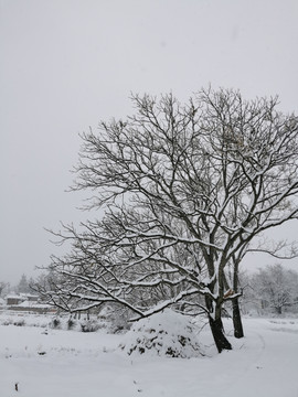 大树枝干风景雪景素材