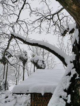 乡村雪景大树美景树枝