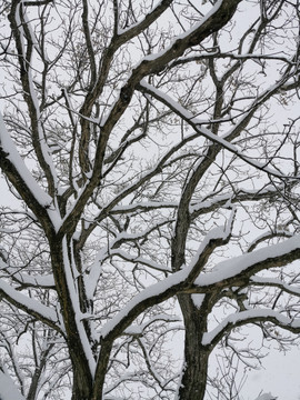 乡村雪景大树美景树枝纹理