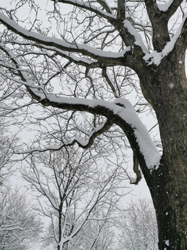 乡村雪景大树美景树枝纹理