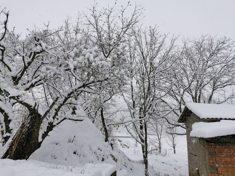 冬天雪景田野上的大树