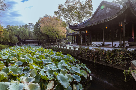 远香堂前荷花池