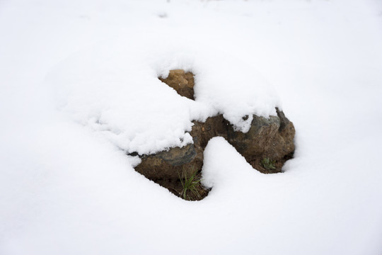 雪地