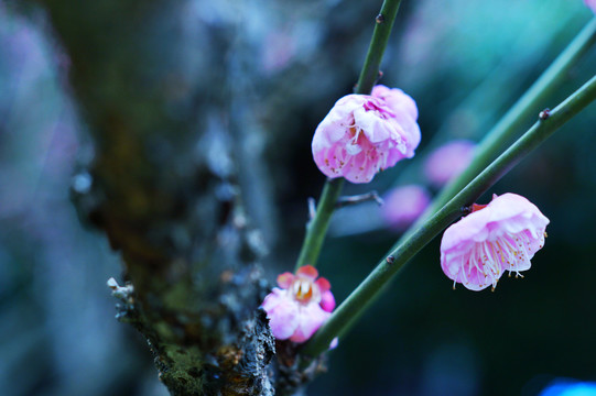 盛开的梅花