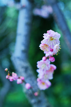 盛开的梅花