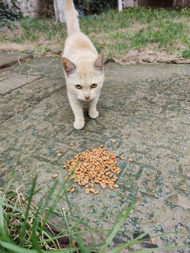 流浪猫