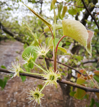 梨花飘落