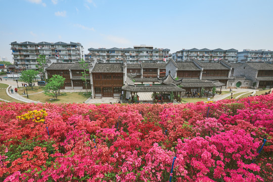 满山遍地映山红