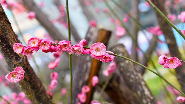 梅花