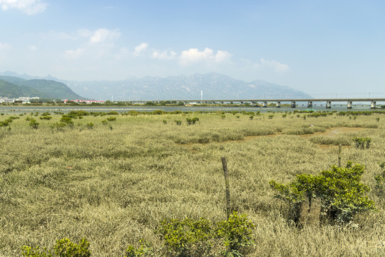 晴天中午中国漳州滩涂采拾风景