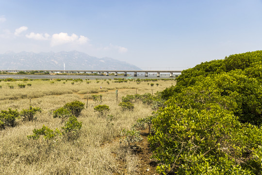 晴天中午中国漳州滩涂采拾风景