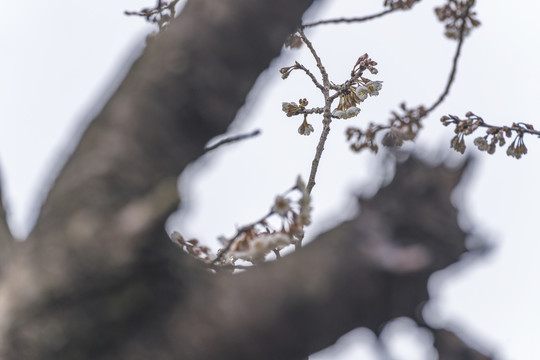 樱桃花