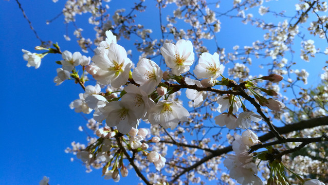 白花山碧桃