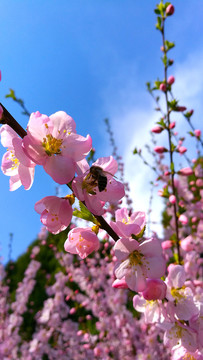 蜜蜂采桃花蜜