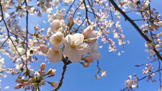 白花山碧桃