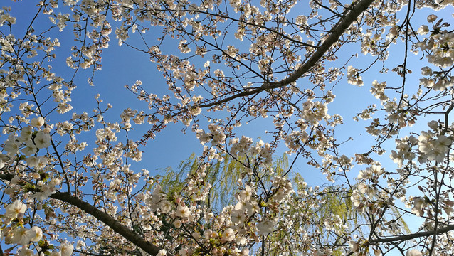 白花山碧桃