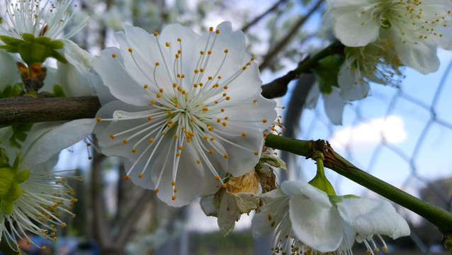 白花山碧桃