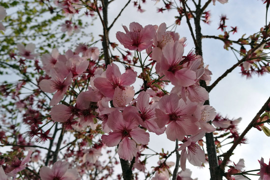 粉色樱花