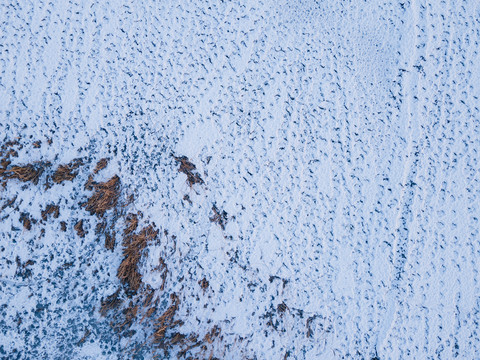 雪地爪印