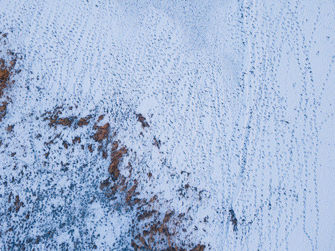 雪地爪印