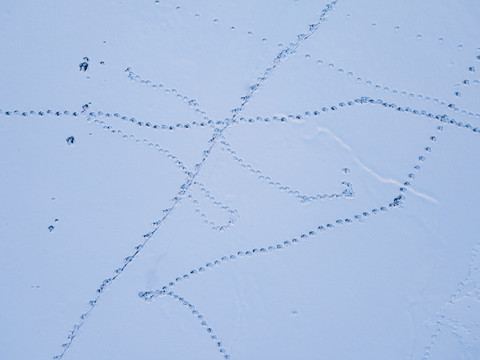 雪地爪印