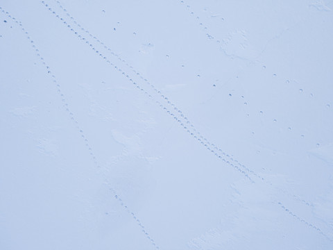 雪地爪印