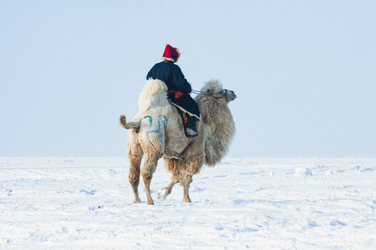 雪原蒙古人骑骆驼