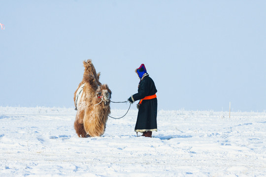 冬季蒙古人骆驼