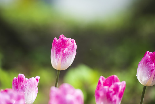 郁金香花园