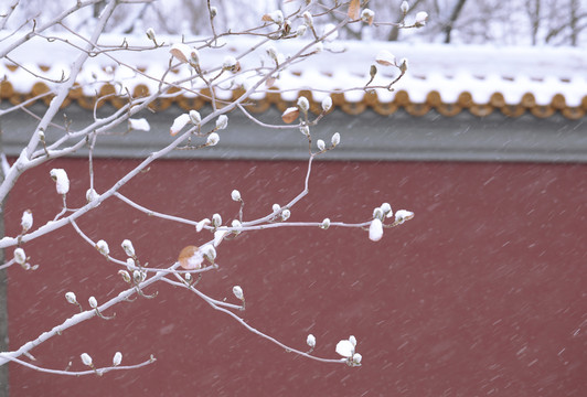 故宫木兰宫墙雪景