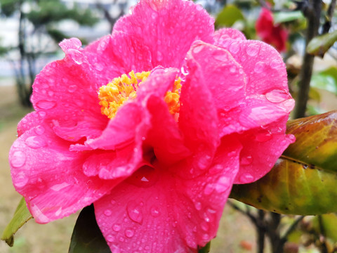 山茶花特写