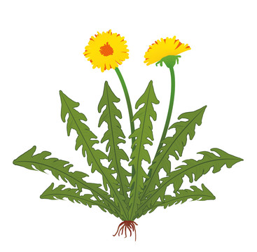 蒲公英插畫