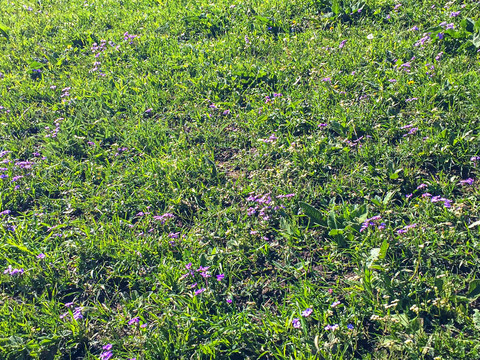 草地紫花