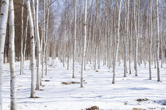 冬季小树林