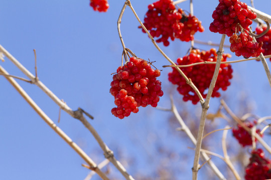 花楸