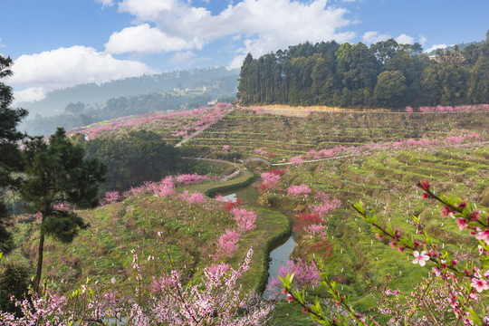 宜宾七星山桃花盛开