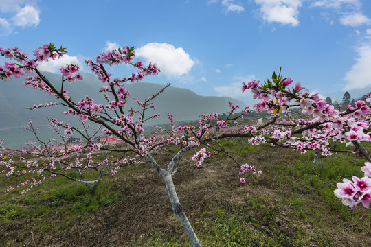 绥江南岸桃园桃花自然景观