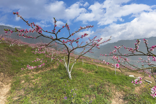 桃花蓝天白云自然风光